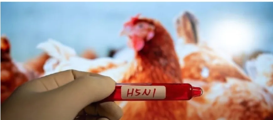 إنفلونزا الطيور H5N1 تهدد العالم: إصابات بشرية وانتشار في الولايات المتحدة 1 إنفلونزا الطيور
