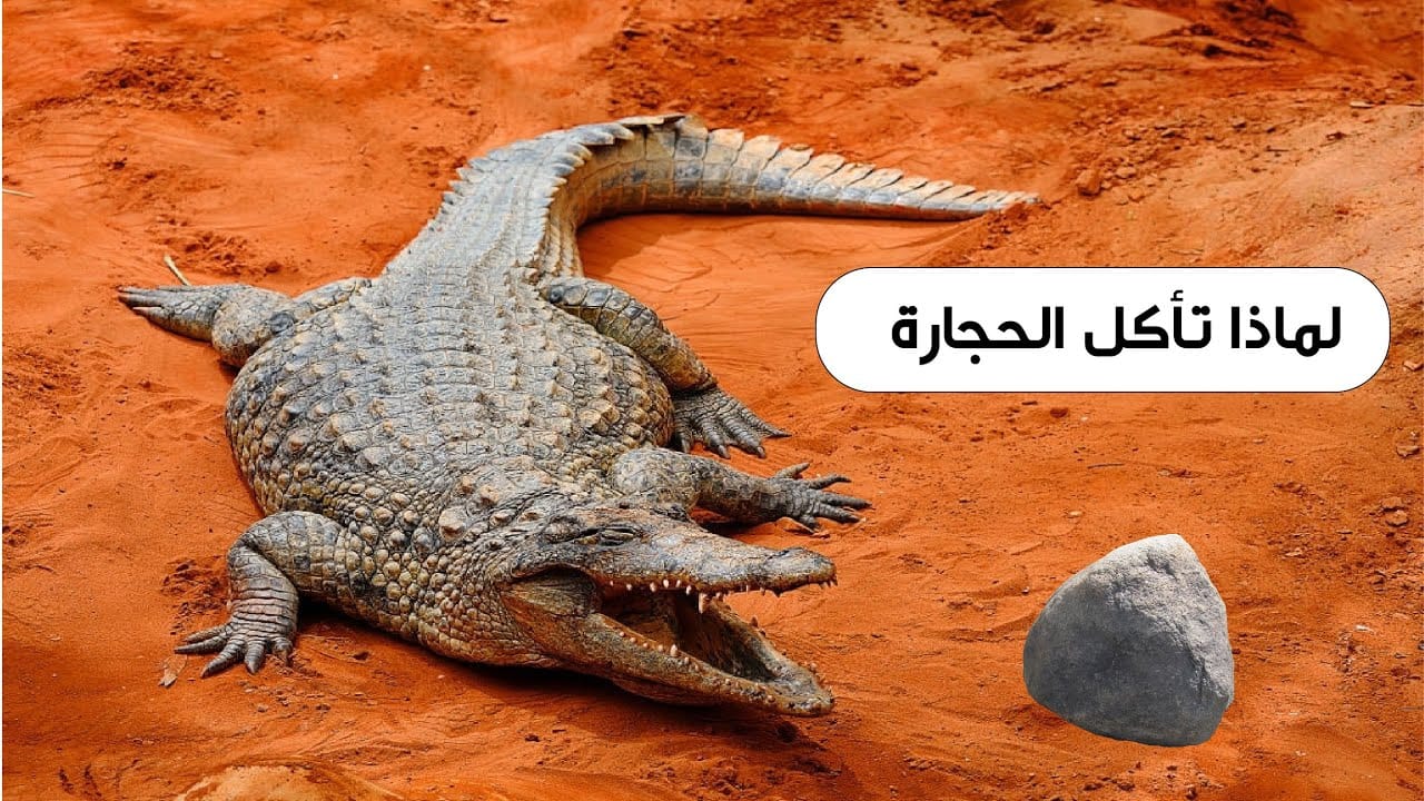 ما الذي يدفع التماسيح لابتلاع الصخور؟ أسرار تحت الماء 1 ما الذي يدفع التماسيح لابتلاع الصخور؟ أسرار تحت الماء